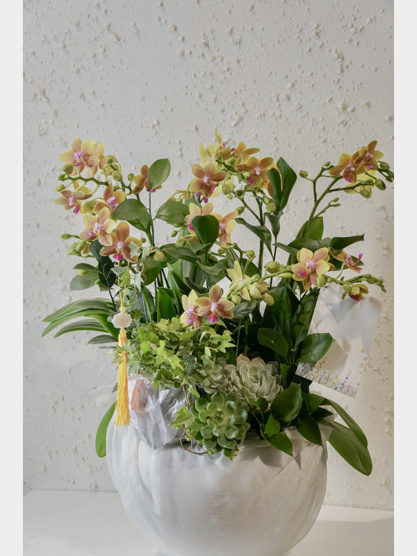 Chậu lan mini vàng cam mừng năm mới