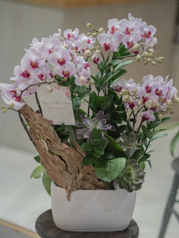 Chậu hoa lan tiểu cảnh độc đáo tặng đối tác
