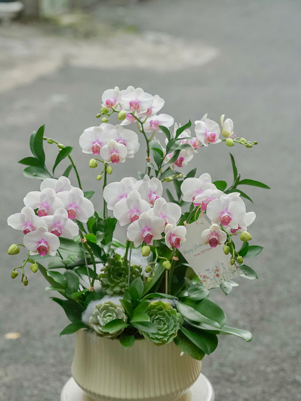 chậu hoa lan trắng phớt tím 