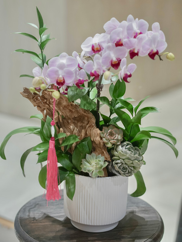 Hoa sinh nhật - Chậu hoa hồ điệp mini tặng sếp