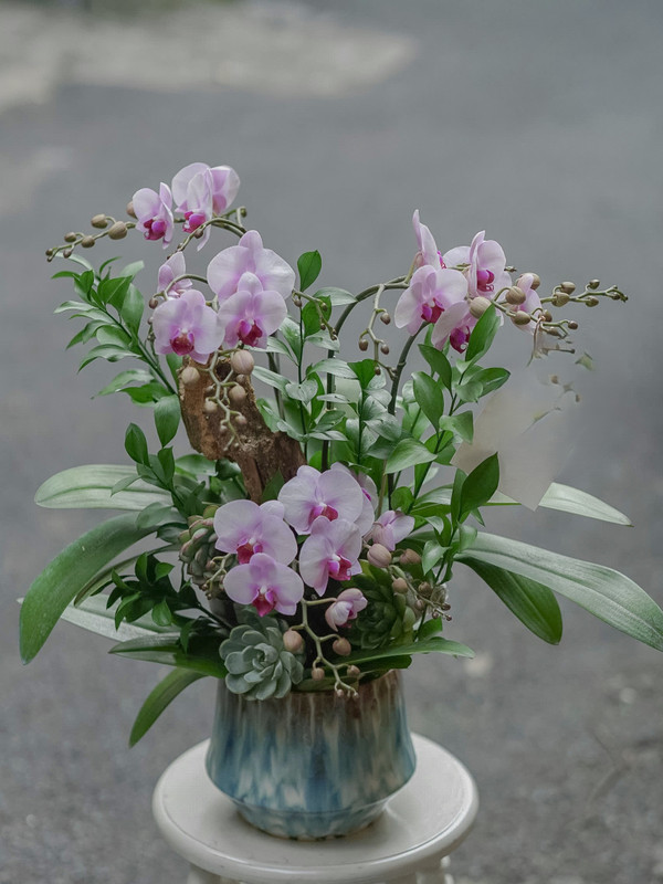Chậu hoa lan hồng tím 3 bầu