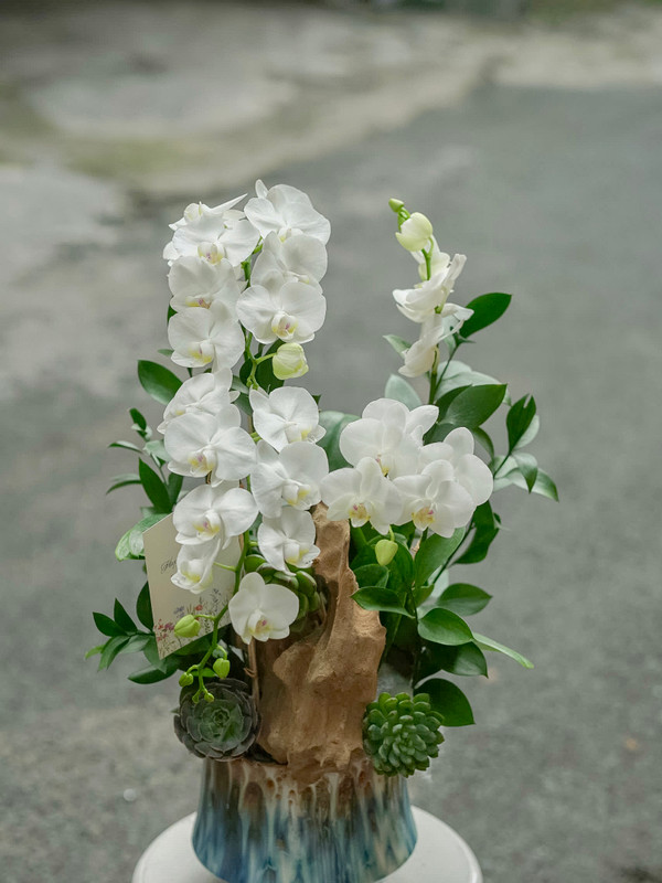 Chậu lan hồ điệp trắng tinh khôi