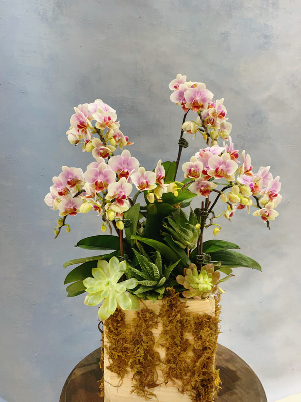 Hoa tặng mẹ - hoa vu lan tặng mẹ - hoa lan hồ điệp hồng tặng mẹ mùa vu lan