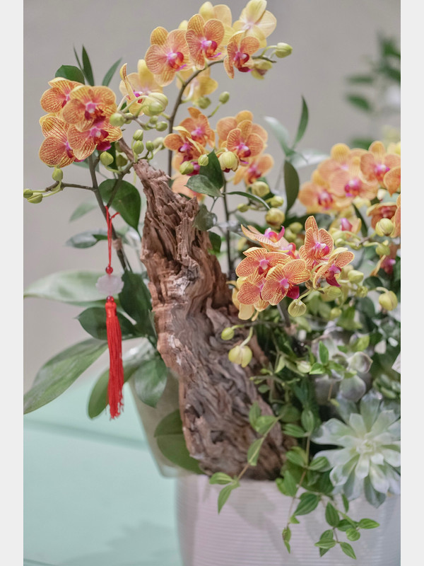 Chậu hoa lan hồ điệp - chậu hoa hồ điệp mini tiểu cảnh độc đáo sang trọng