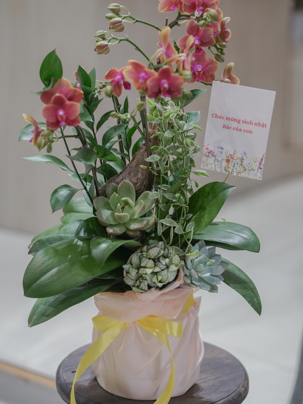 Chậu hoa lan mini tặng mẹ 
