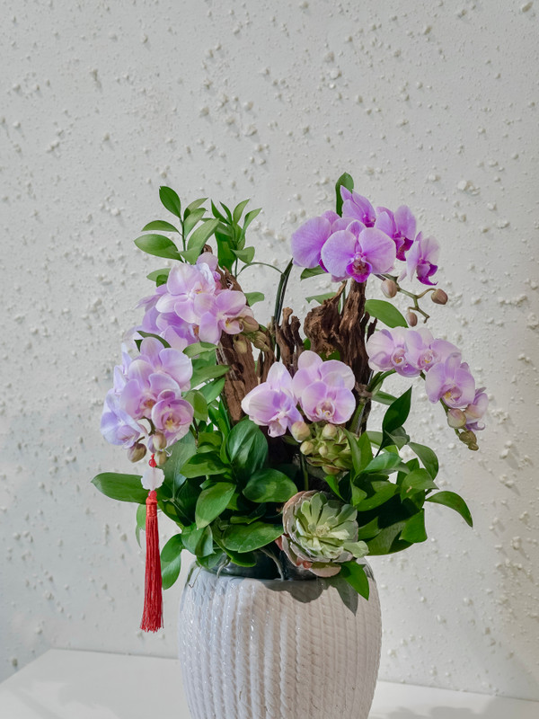 Chậu hoa lan hồ điệp hồng tím sang trọng nhã nhặn tặng sếp