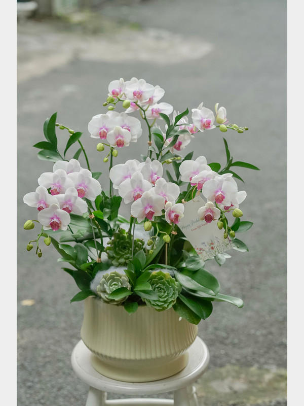 chậu hoa lan trắng phớt tím 
