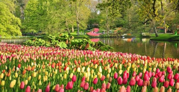 Giá hoa tulip tươi