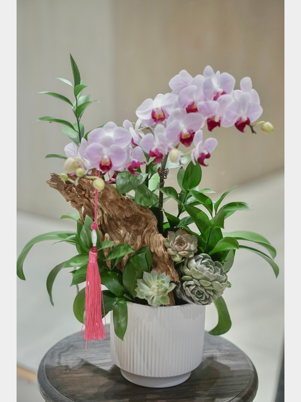 Hoa sinh nhật - Chậu hoa hồ điệp mini tặng sếp