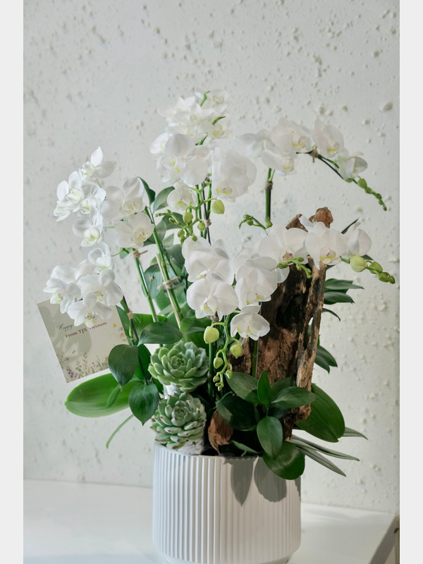 Chậu hoa lan hồ điệp mini - Hoa lan tặng sinh nhật