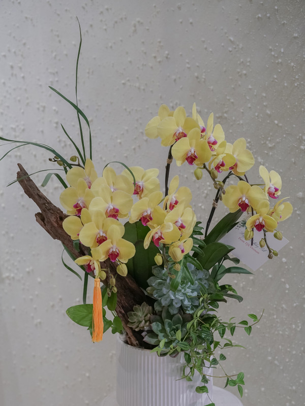 Chậu hoa lan mini tiểu cảnh 