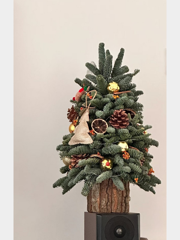 Chậu thông tươi mini cắt cành nhập khẩu Đan Mạch cao 80cm 