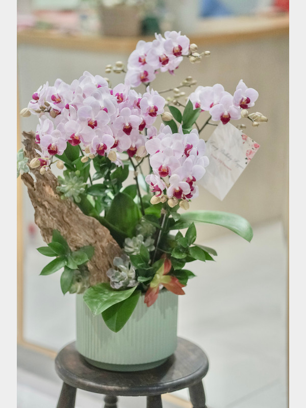 Lan hồ điệp - Chậu lan hồ điệp mini tiểu cảnh