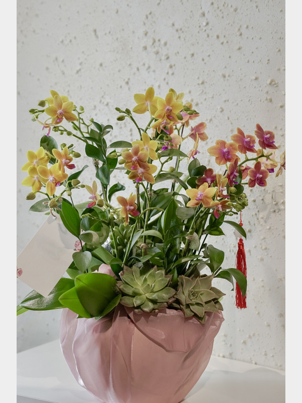 Hoa lan hồ điệp Tết - Lan mini màu vàng cam rực rỡ