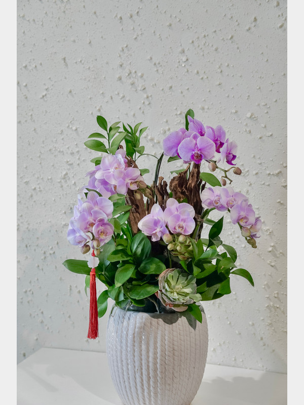 Chậu hoa lan hồ điệp hồng tím sang trọng nhã nhặn tặng sếp