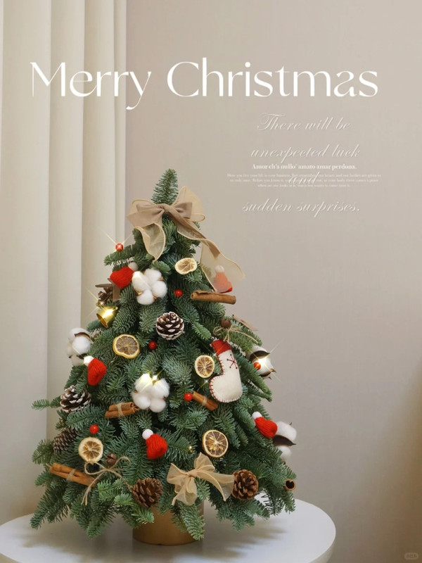 Chậu thông tươi Đan Mạch cắt cành 50cm full trang trí