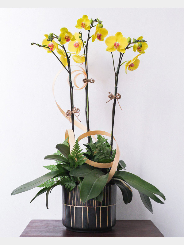 Giỏ hoa lan hồ điệp vàng