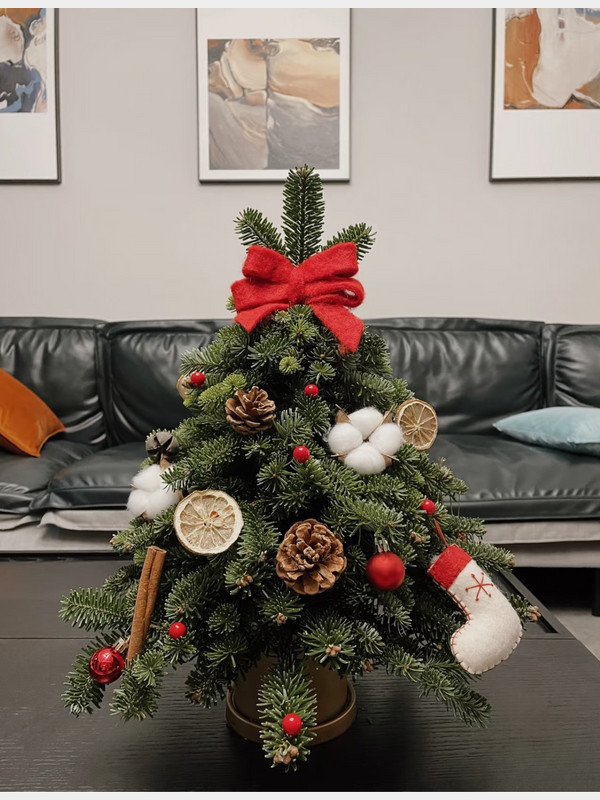 Chậu thông giáng sinh - Cành thông tươi Đan Mạch cao 50cm
