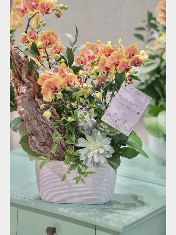 Chậu hoa lan hồ điệp - chậu hoa hồ điệp mini tiểu cảnh độc đáo sang trọng