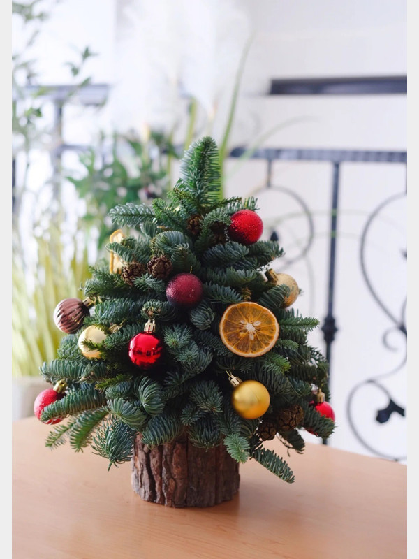 Chậu thông tươi mini cắt cành nhập khẩu 60cm 